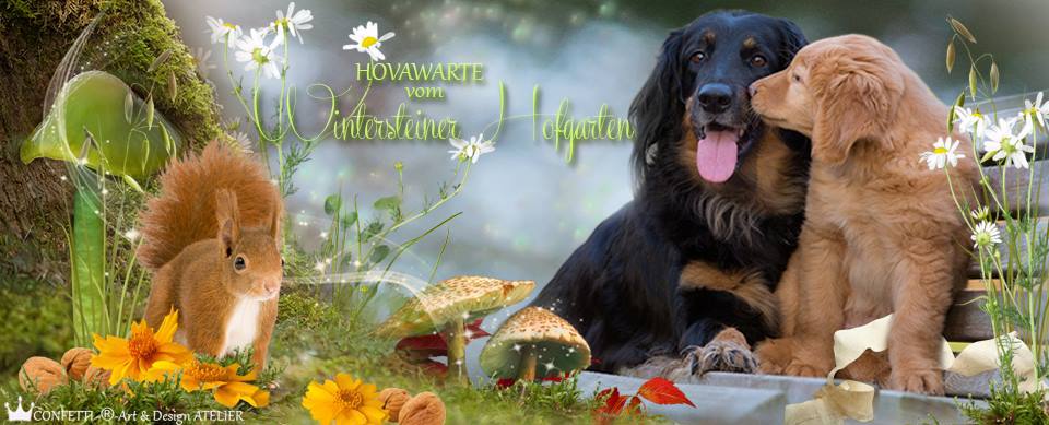 (c) Unsere-hovawarte.com